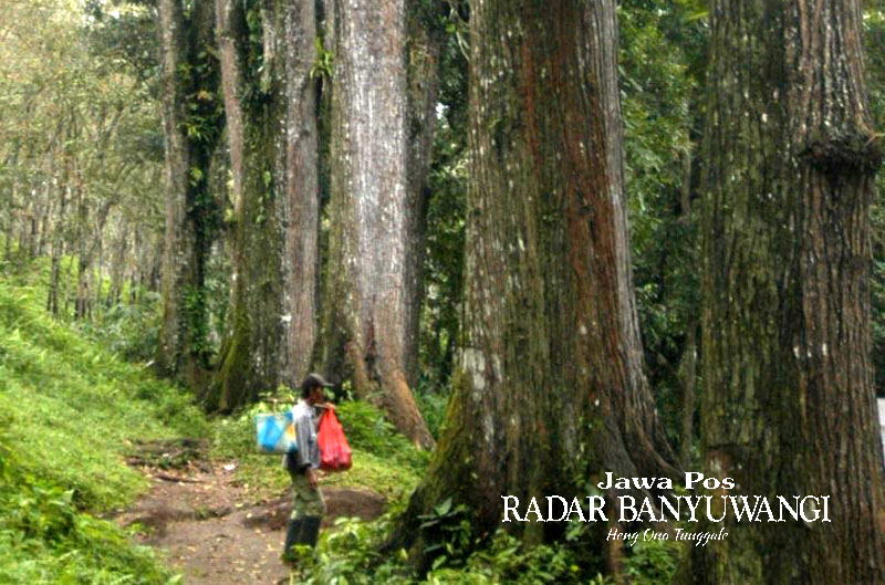 KAYU BESAR: Deretan pohon berdiameter besar di tepi Sungai Kalibendo, Desa Kampunganyar, Kecamatan Glagah, Banyuwangi.