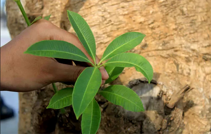 DAUN AJAIB: Warga percaya daun dan kulit Pohon Pule memiliki khasiat untuk membantu menyembuhkan penyakit.