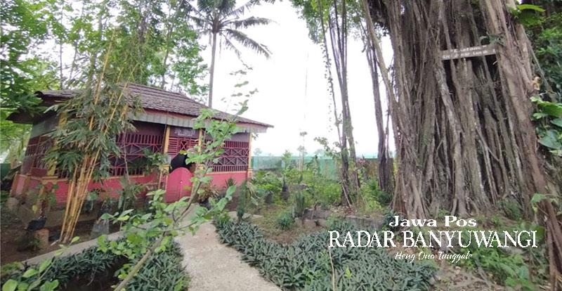 DEKAT POHON BESAR: Situs Lastono yang dipercaya sebagai petilasan Syekh Siti Jenar di Dusun Sukorejo, Desa Lemahbang Kulon, Kecamatan Singojuruh, Banyuwangi.