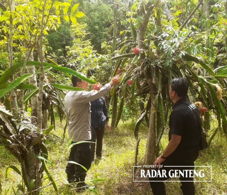 TKP: Anggota Polsek Sempu olah Tempat Kejadian Perkara (TKP) di kebun buah naga Dusun Tugung, Desa/Kecamatan Sempu pada Sabtu (20/1) siang.