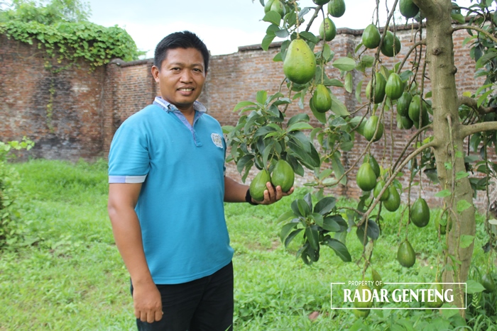 OBOR SEMANGAT: M Arif Nursamsu dengan pohon alpukat yang berbuah lebat di Desa Jajag, Kecamatan Gambiran.