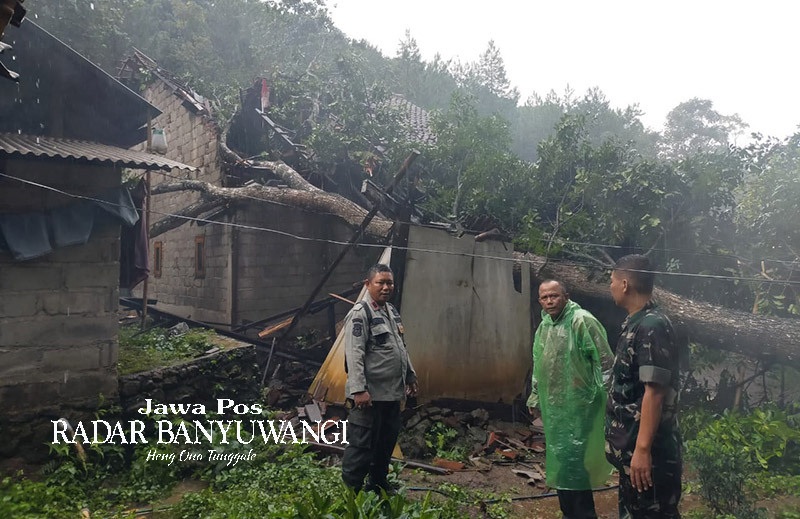AKIBAT ANGIN KENCANG: Pohon mahoni roboh menimpa dua rumah warga Lingkungan Suko, Kelurahan Gombengsari, Kecamatan Kalipuro, Selasa (30/1). Seekor sapi milik warga mati tertimpa batang pohon besar.