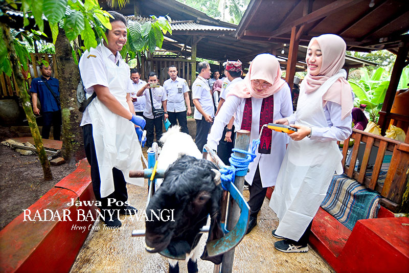 SENTRA TERNAK KAMBING: Bupati Ipuk mengunjungi peternakan kambing Avatar Farm di Desa Telemung dalam rangkaian program Bunga Desa, Rabu (31/1).