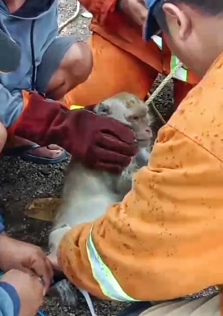 Monyet liar yang menyerang seorang bocah di Dusun Melik, Desa Parijatah Wetan, Kecamatan Srono diamankan petugas Damkar Srono, Sabtu (3/2)