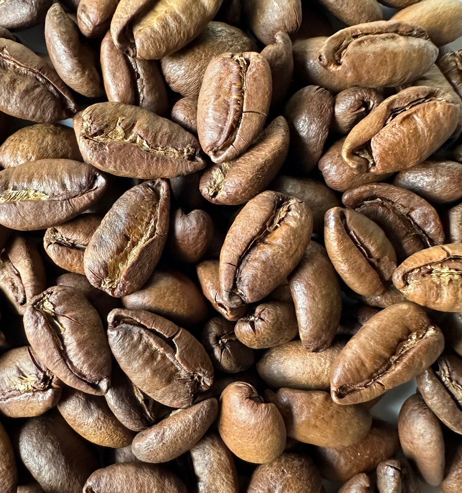 MIRIP KURMA : Biji Kopi Liberika berbentuk agak panjang dan asimetris