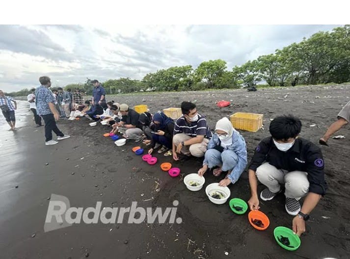 Pantai Pulau Santen sering digunakan untuk pelepasan anak penyu.
