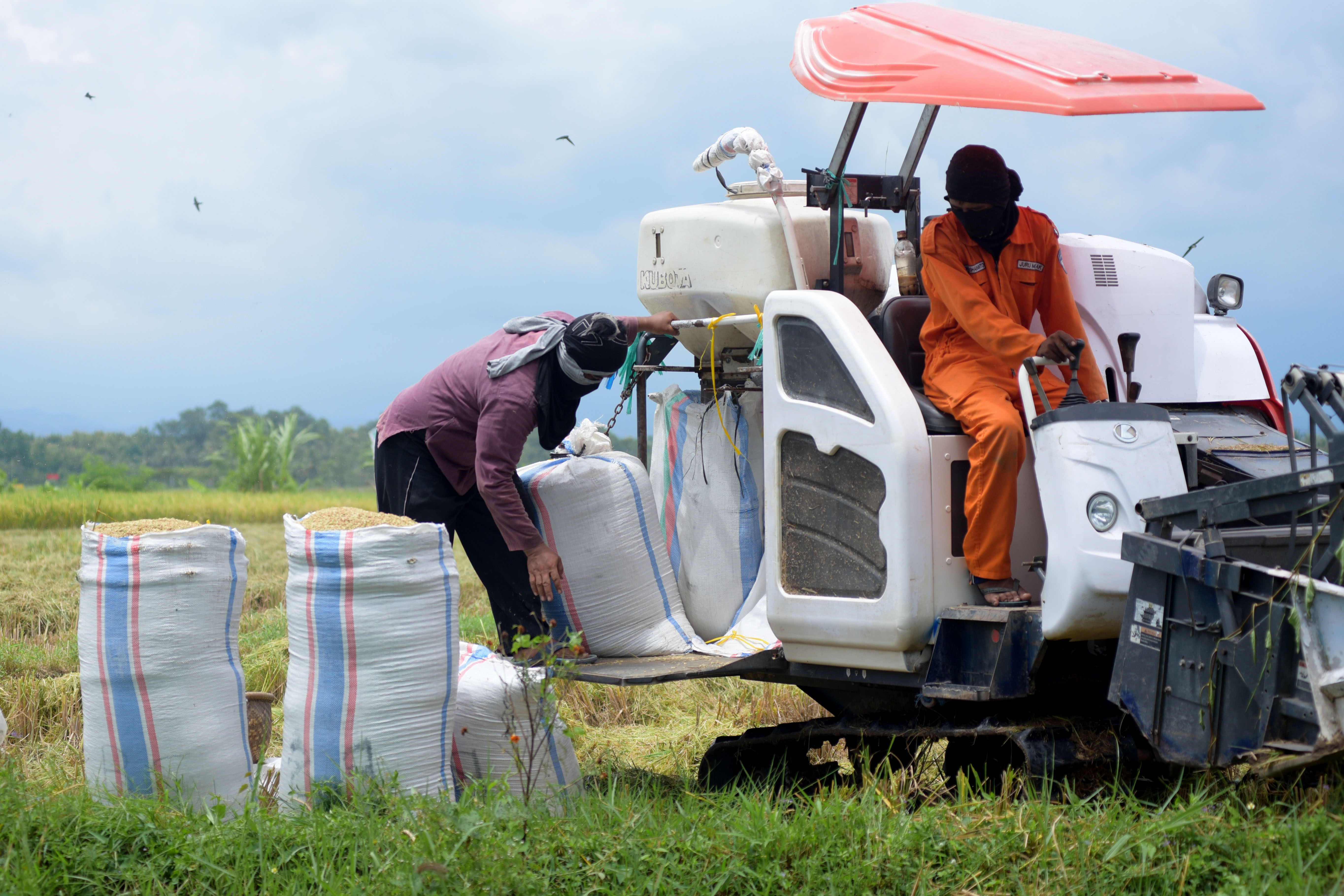 MUNDUR ALON ALON: Dampak El nino mulai dirasakan sebagian besar petani di Banyuwangi