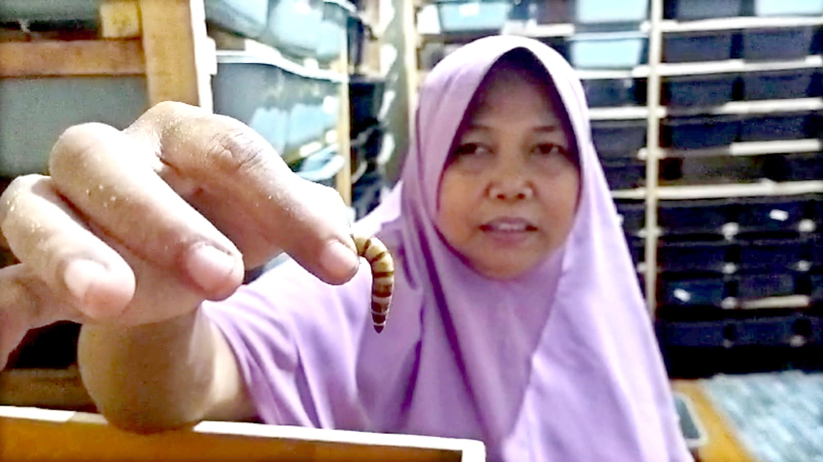 AGAK TURUN: Peternak menunjukkan ulat jerman yang dikembangkan di Dusun Krajan, Desa Yosomulyo, Kecamatan Gambiran Kamis (22/2).