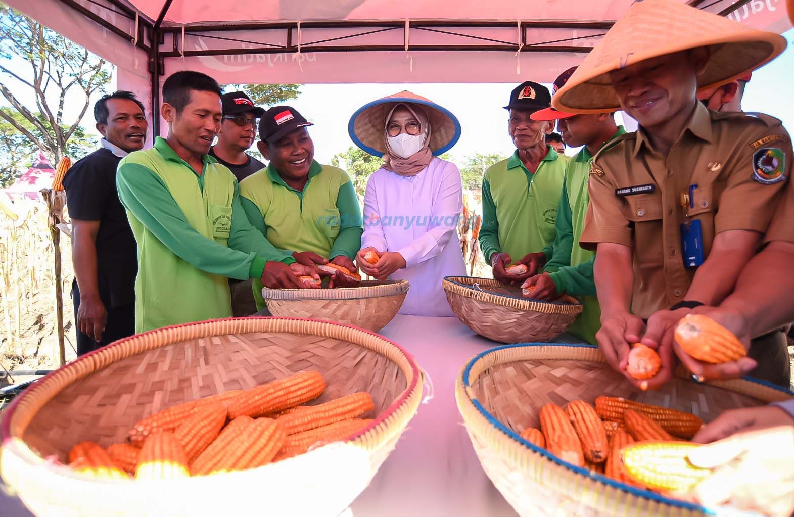 ALTERNATIF: Buah jagung bisa diproses menjadi gula.