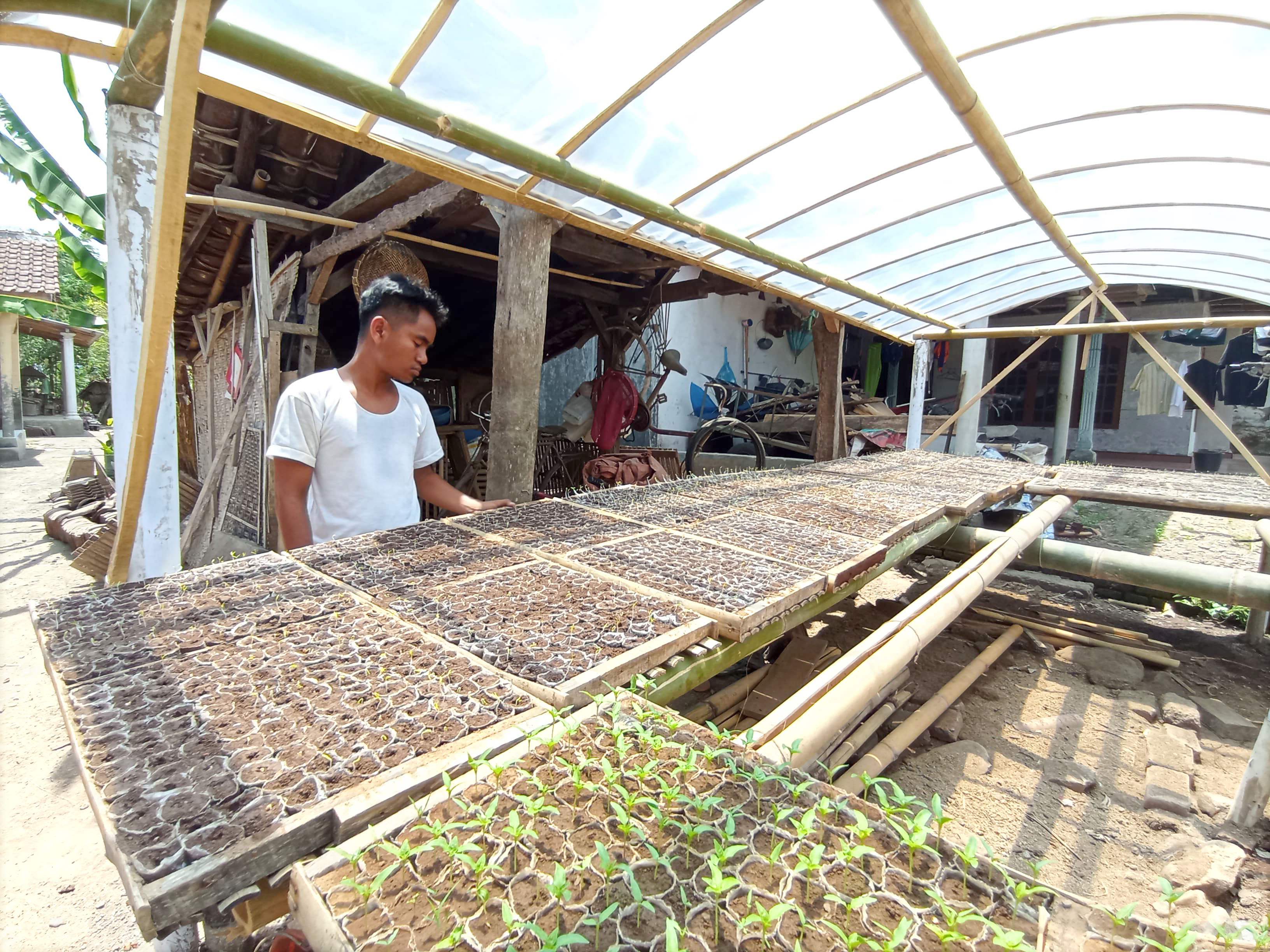 MAHAL: Pembibit cabai di Dusun Sukodadi, Desa Sraten, Kecamatan Cluring ramai permintaan saat harga cabai rawit dan cabai merah naik di pasaran Selasa (27/2).