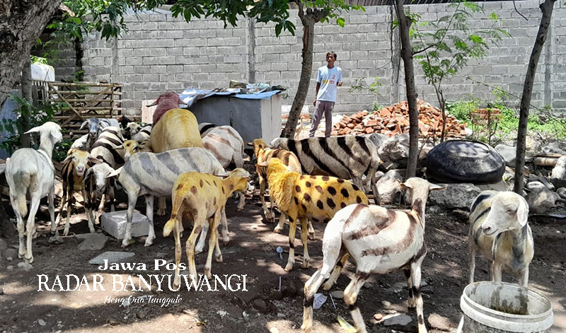 BERTEDUH: Misyadi warga Desa Kotakan, Kecamatan/Kota Situbondo memberi minum belasan kambing di belakang rumah, Rabu (28/2).