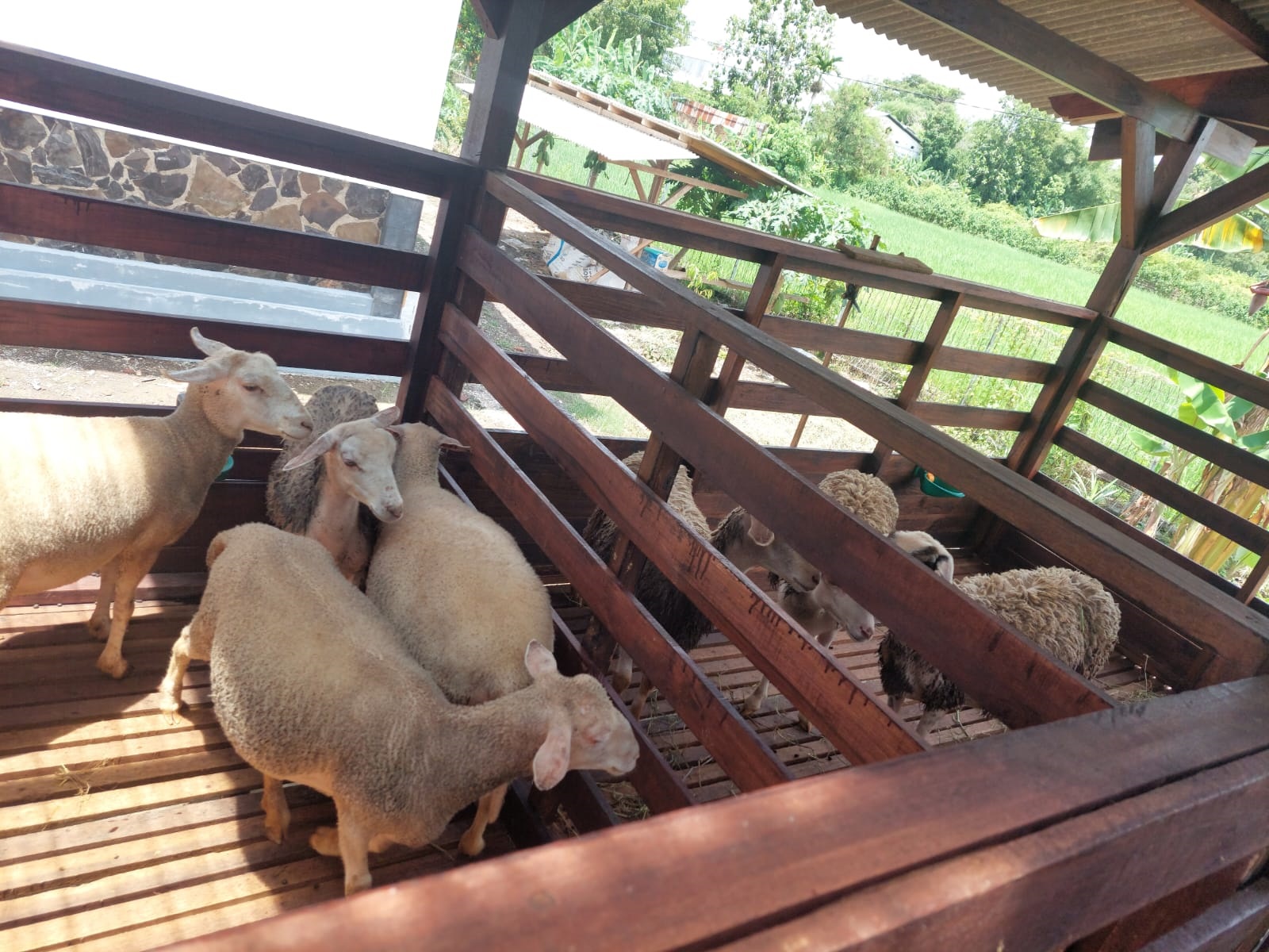 LEBIH MENJANJIKAN:  Kepala Bidang Budidaya dan Usaha Peternakan Dispertan Banyuwangi Abdurrazak (kanan) melihat budi daya domba di Kecamatan Cluring, Rabu (28/2).