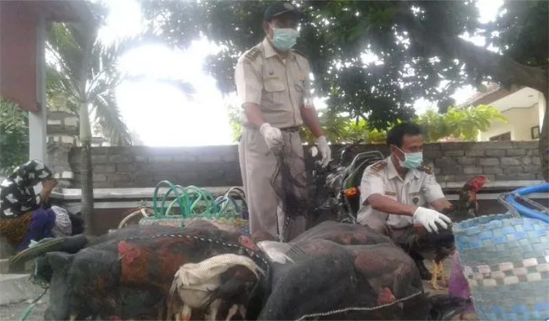 NAIK: Harga ayam mulai mengalami kenaikan khususnya menjelang Ramadan