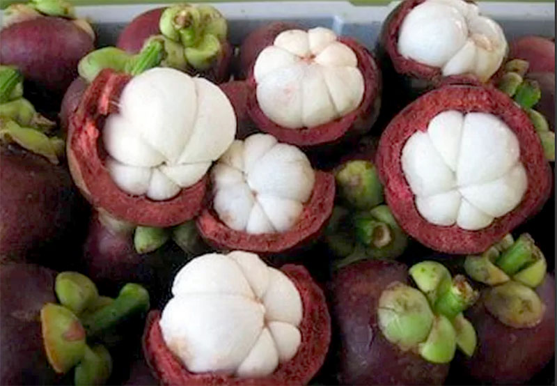 Buah manggis kaya akan manfaat bagi kesehatan. (Kementan for JawaPos.com)