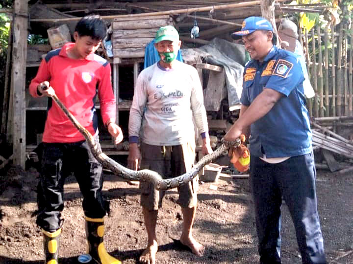 DITANGKAP: Petugas Damkar Sektor Srono mengevakuasi ular piton sepanjang tiga meter dari pekarangan rumah warga di Dusun Krajan, Desa Tapanrejo, Kecamatan Muncar Kamis (7/3).