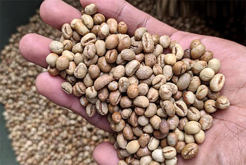 Biji kopi lanang Desa Telemung Banyuwangi siap disangrai.