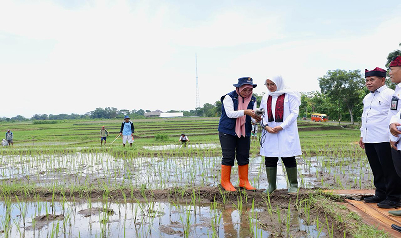 BISA DIAKSES GRATIS: Bupati Ipuk melihat langsung hasil analisa kondisi tanah memanfaatkan alat uji tanah berbasis IoT di lahan pertanian di Desa Wringin Agung, Kecamatan Gambiran.
