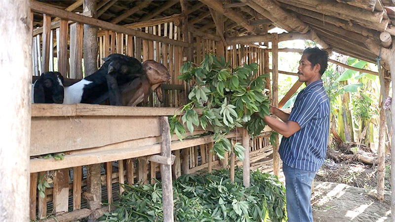 Warga sekitar Tumpang Pitu, Pesanggaran, Banyuwangi, diharapkan dapat memanfaatkan kotoran kambing menjadi pupuk organik.