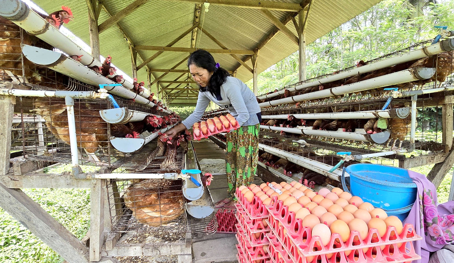 PANEN: Peternak mengambil telur di peternakan ayam ras di wilayah Kecamatan Rogojampi.