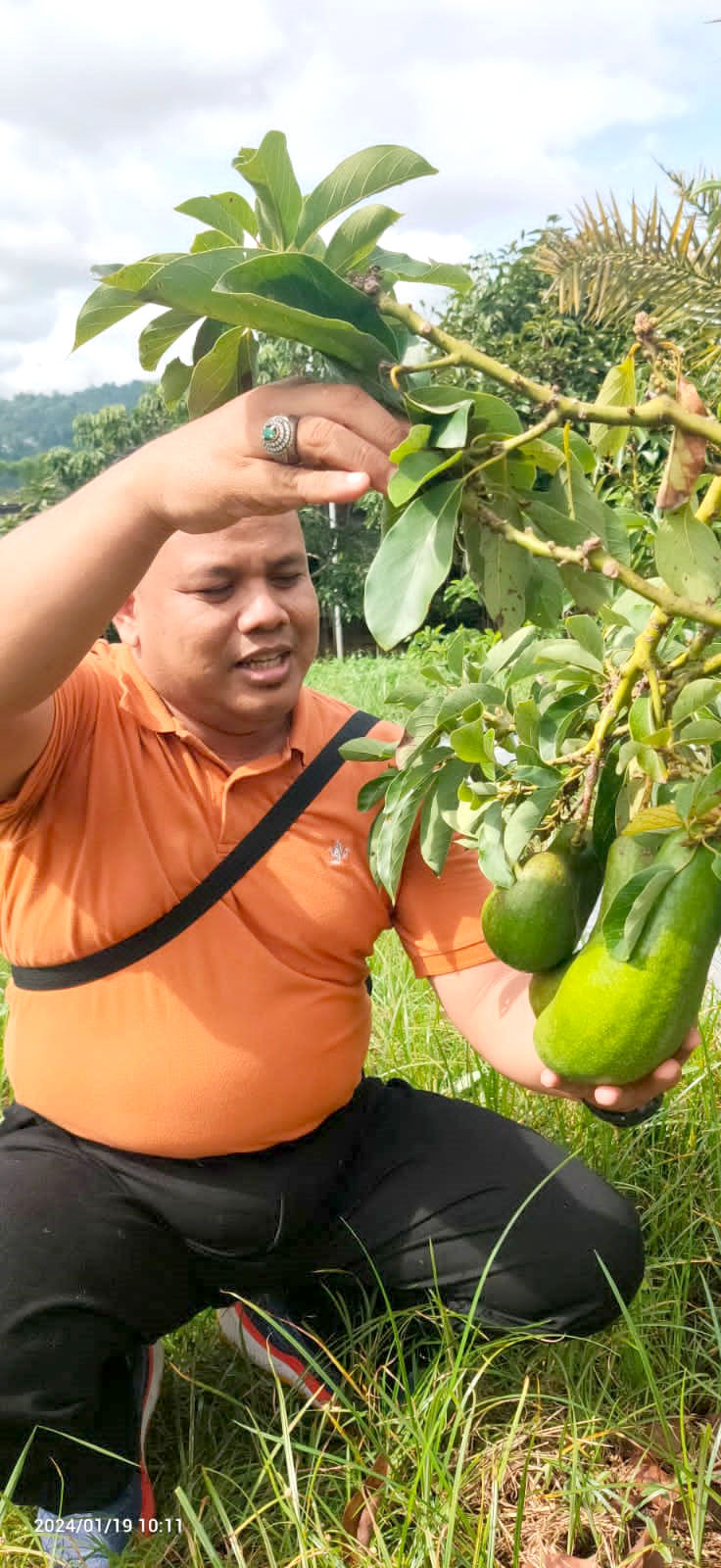 MELIMPAH: Petani memanen buah alpukat aligator di Kecamatan Songgon Selasa (12/3)