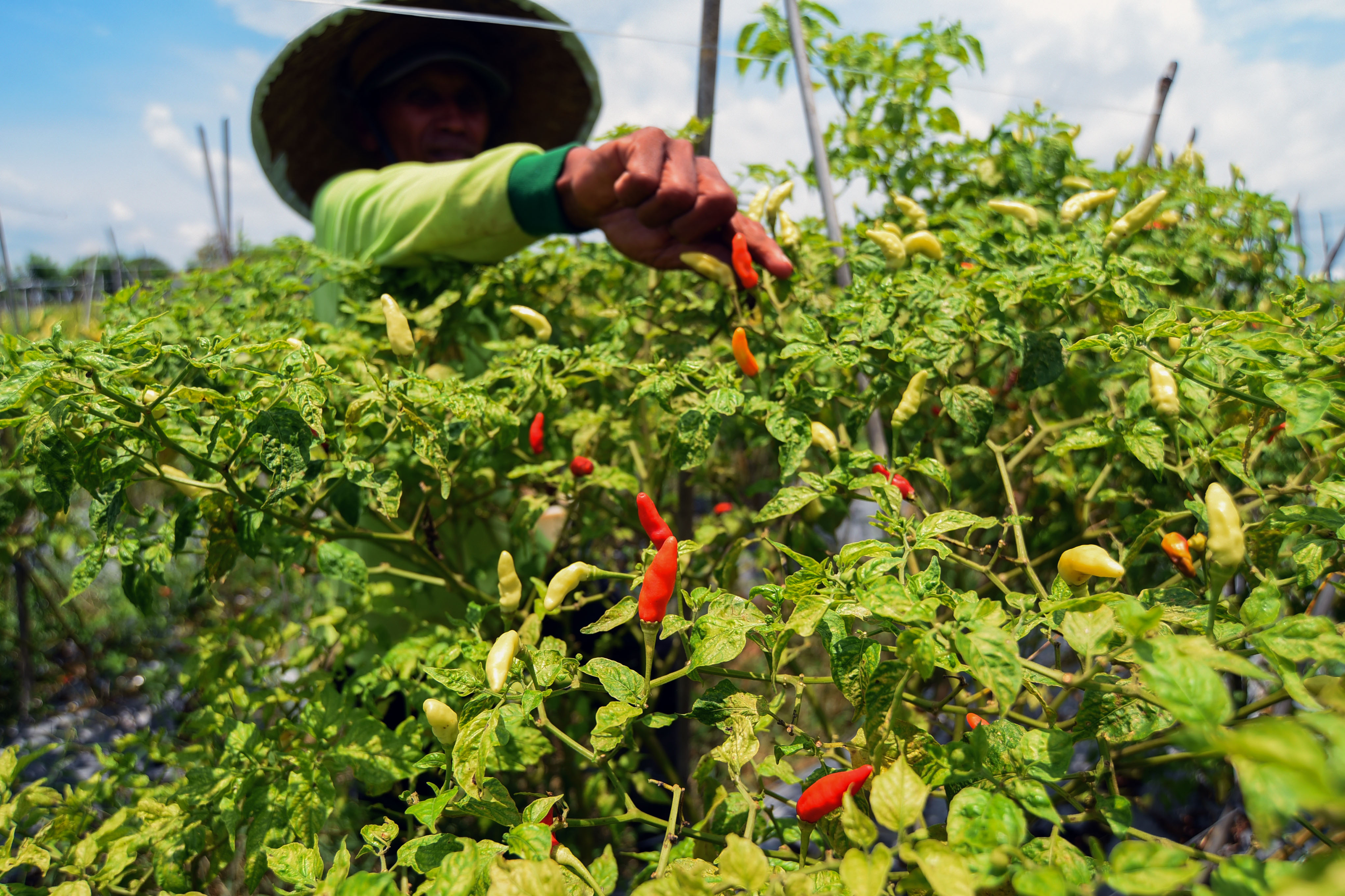 HARGA MASIH TNGGI: Petani di Wongsorejo masih mengandalkan tanaman cabai. Harga di tingkat pengepul mencapai Rp 35 ribu sampai Rp 40 ribu per kg.