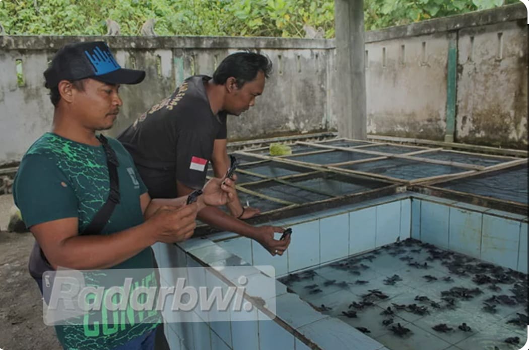 Pantai Ngagelan di Taman Nasional Alas Purwo menjadi tempat penangkaran penyu.