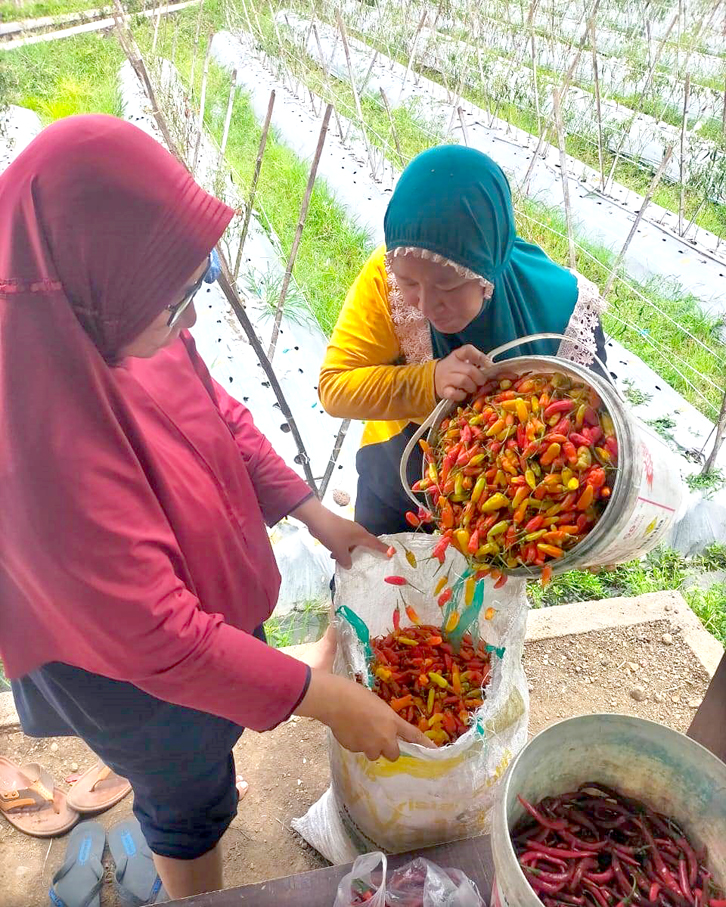 Harga Cabai Rawit dan Tomat di Pasar Rogojampi dan Srono Banyuwangi Naik Turun, Segini Perubahan Harganya   TURUN HARGA: Petani memanen cabai rawit dan lombok di ladang sawah di Desa/Kecamatan Singoju