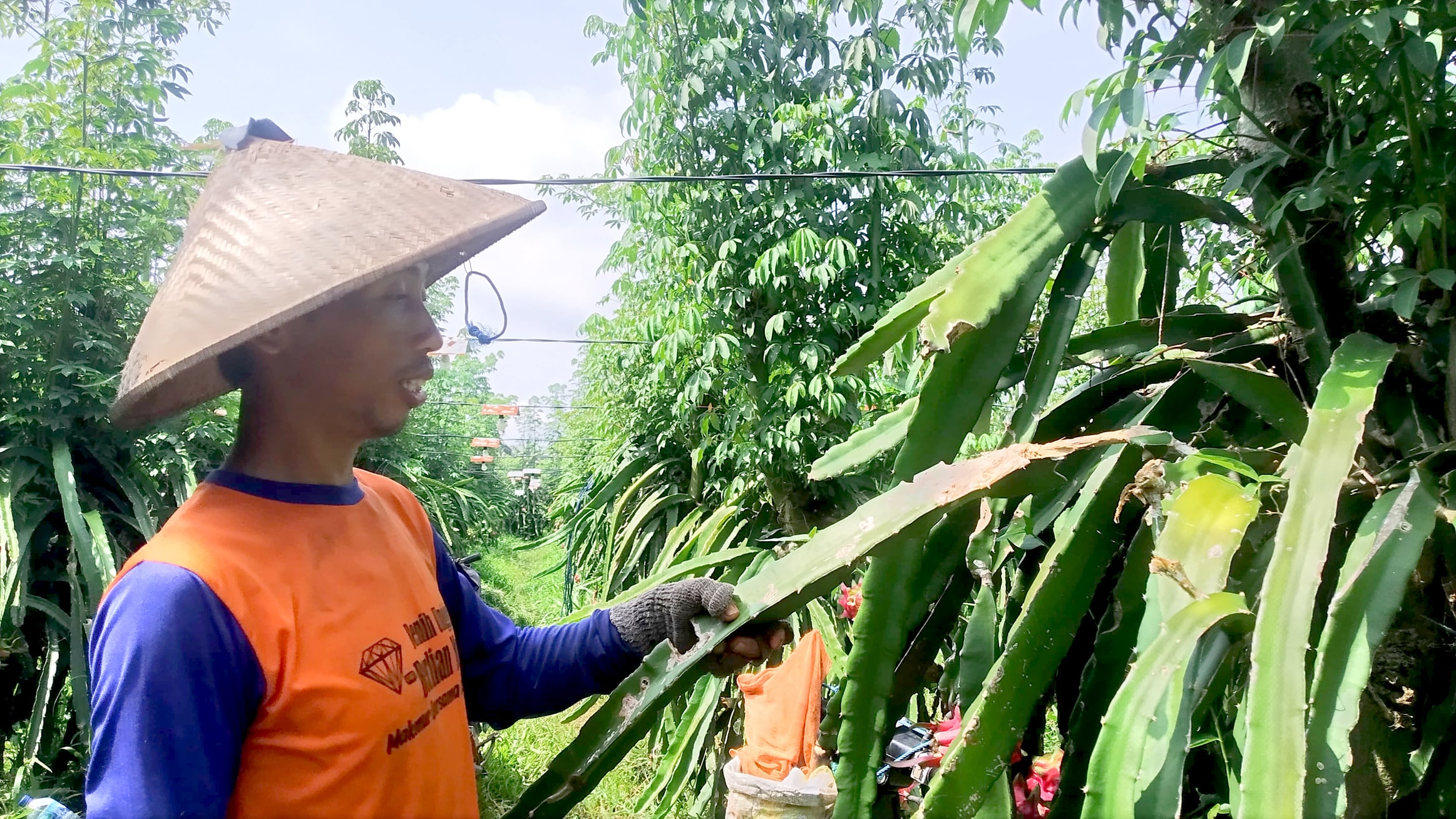 PENYAKIT: Nur Wahid Aziz menunjukkan tanaman buah naga yang terserang cacar di Desa Jambewangi, Kecamatan Sempu Minggu (17/3).