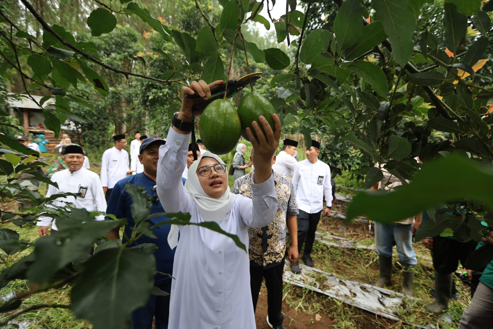 BANTU PROMOSI: Bupati Ipuk memanen buah alpukat saat menggelar program Bunga Desa di Bumiharjo, Kecamatan Glenmore, Kamis (21/3).