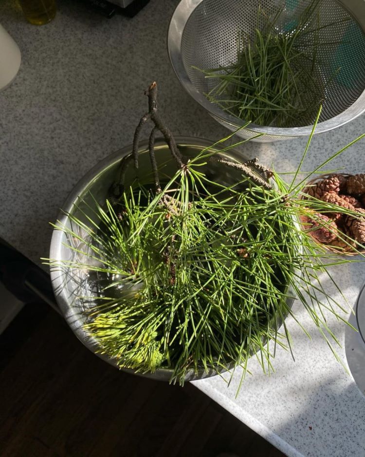daun pinus untuk minuman soda