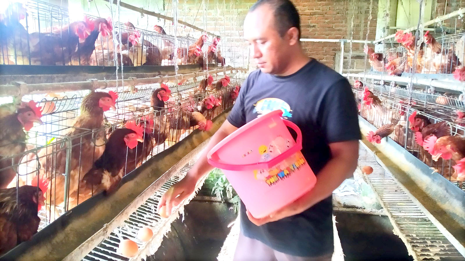 PANEN: Ahmad Haris Tri Cahyono mengambil telur ayam di kandang ternak ayamnya di Dusun Sumberejo, Desa Jambewangi, Kecamatan Sempu Senin (25/3).