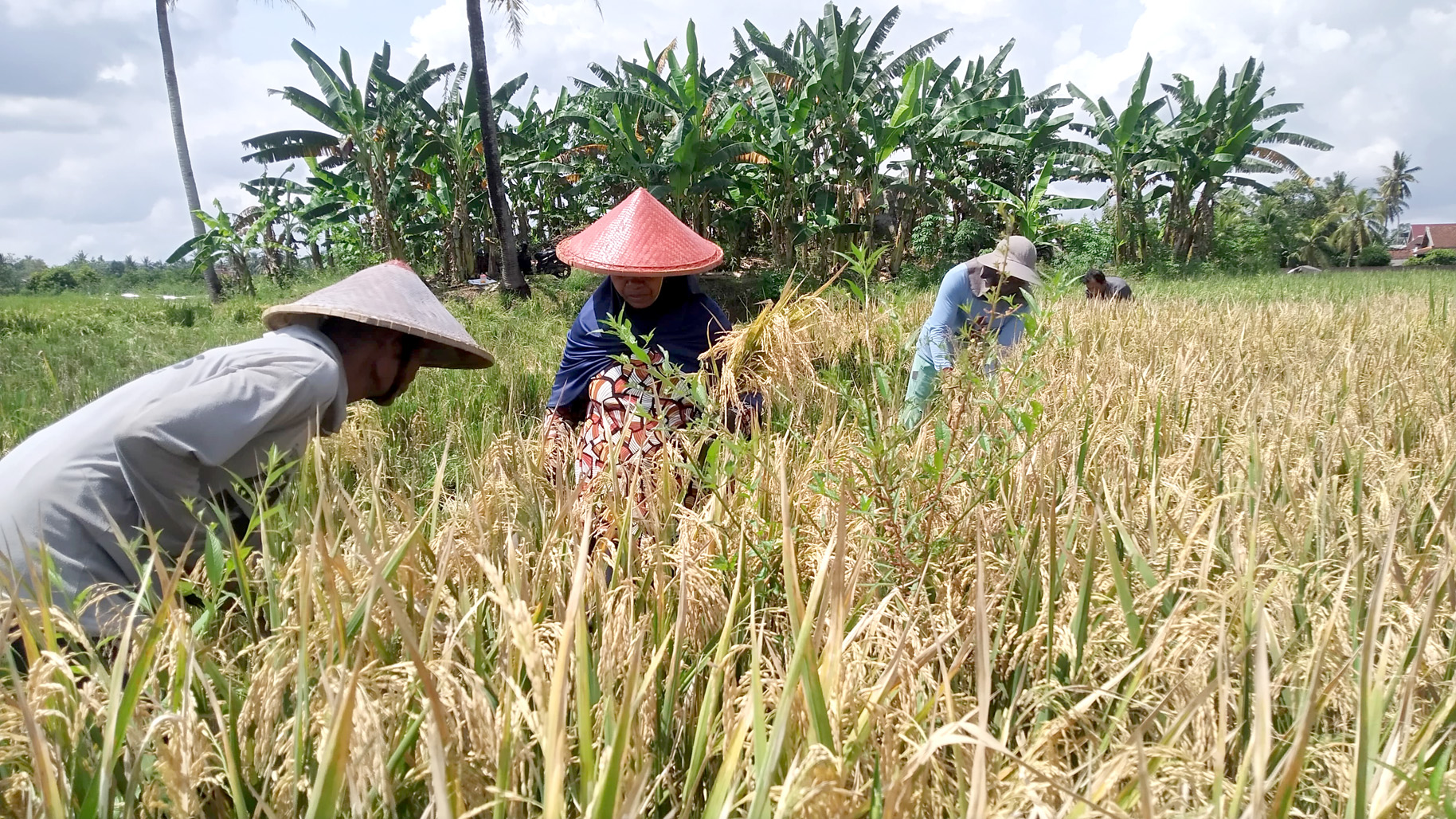 MENGUNING: Petani memanen tanamannya di persawahan Dusun Blokagung, Desa Karangdoro, Kecamatan Tegalsari Jumat (29/3).