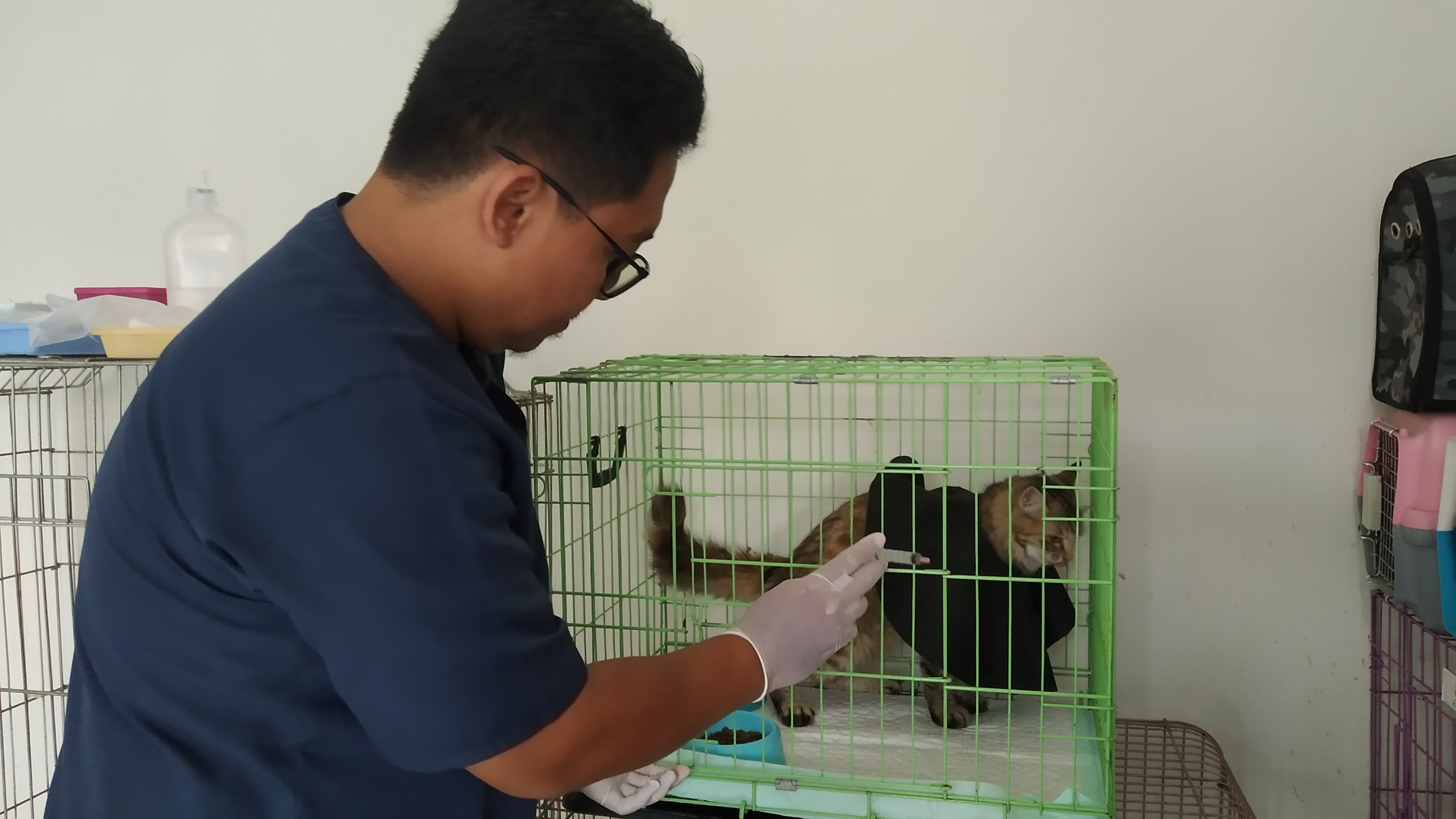 JAGA KONDISI: drh Risa Isla Fajrial memberikan obat kepada salah satu kucing peliharaan yang dititipkan di Klinik Sahabat Satwa di Dusun Jenisari, Desa Genteng Kulon, Kecamatan Genteng