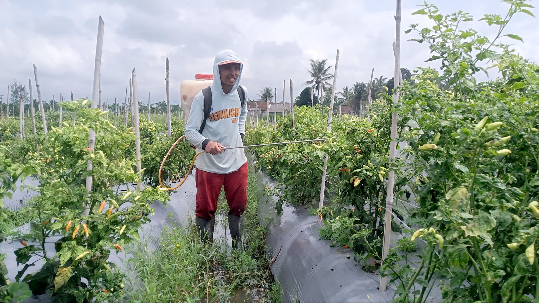 GARETA WARDANI/JPRG PENYEMPROTAN: Salah satu petani menyemprotkan obat fungi pada tanaman cabai di Dusun Sumberejo, Desa Jambewangi, Kecamatan Sempu.