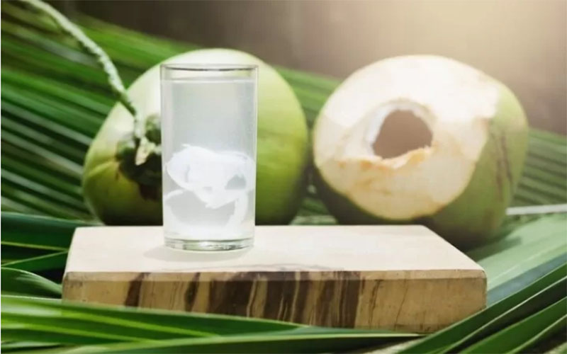 MAESTRO: Salah satu keahlian yang dimiliki Wirdjo adalah memetik buah kelapa dengan cepat