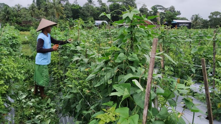 PEMBERSIHAN: Santoso memeriksa setiap tanaman kacang panjang untuk menghilangkan hama ulat di ladangnya yang berlokasi di Dusun Balokan, Desa Dasri, Kecamatan Tegalsari Rabu (17/4)