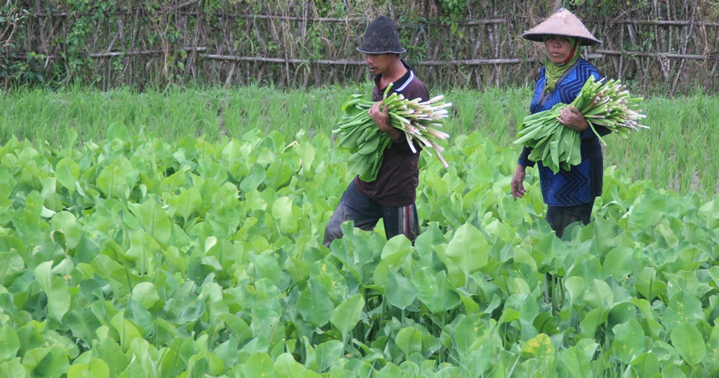 HAMA JADI PANGAN: Tanaman genjer menjadi makanan alternatif saat kondisi peperangan khususnya di zaman Jepang