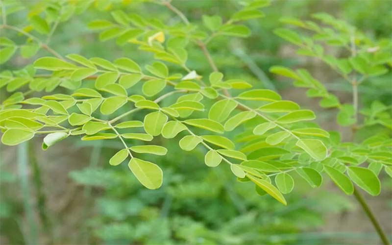 KAYA MANFAAT: Daun kelor menyimpan khasiat sebagai tanaman obat