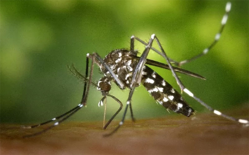WASPADA: Serangan nyamuk Aedes Agepthy mulai harus diwaspadai
