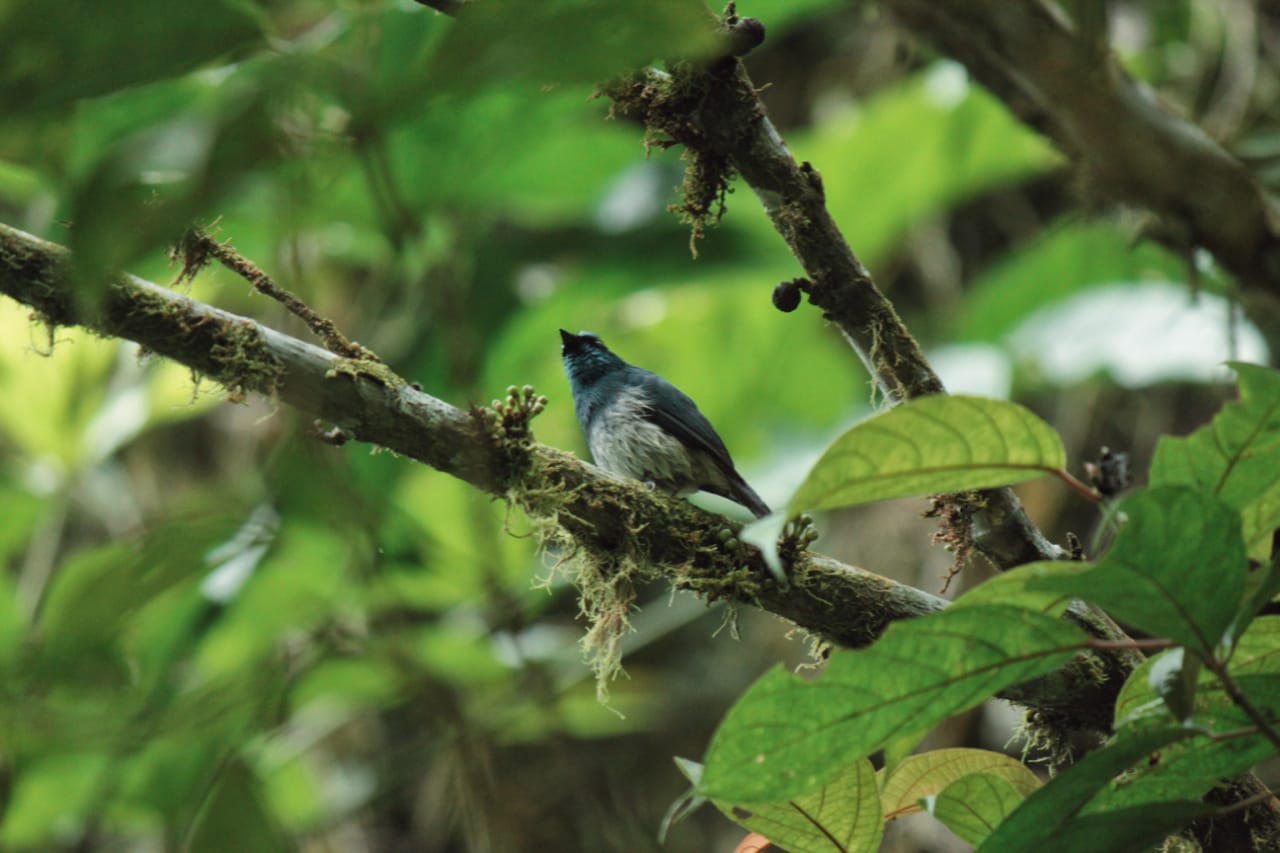 Penampakan burung tledekan di sekitar air terjun Telunjuk Raung.