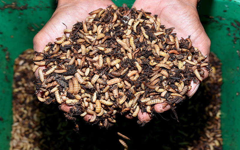SUMBER CUAN: Masyarakat membudidayakan maggot untuk dijual sebagai pakan burung berkicau.