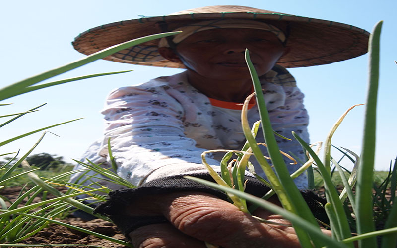 MERUGIKAN: Petani menunjukkan tanaman bawang yang rusak akibat diserang ulat.