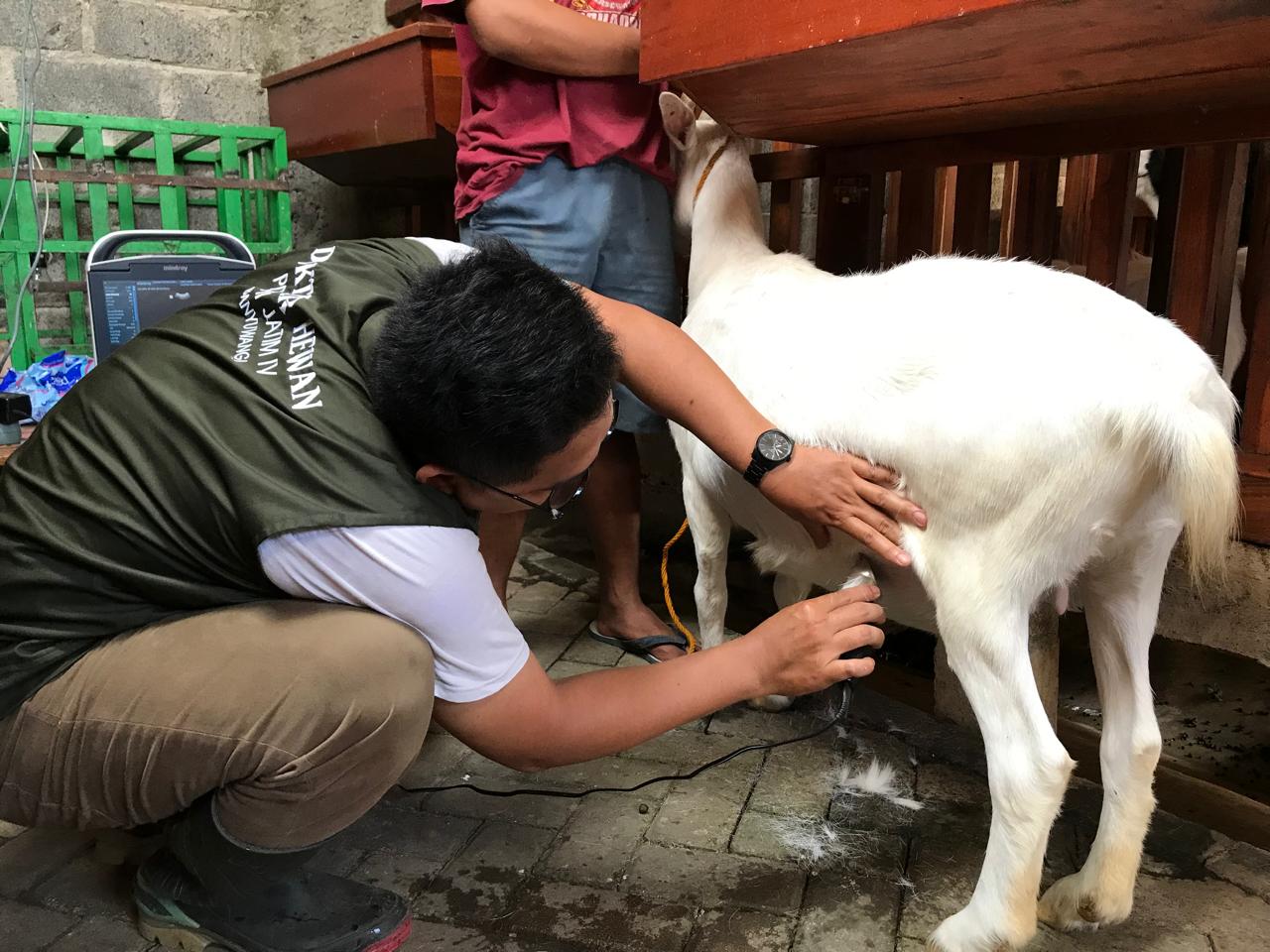 PENGECEKAN: Risa Isla Fajrial ketika melakukan pemeriksaan pada kambing di salah satu peternakan di Kecamatan Genteng Selasa (30/4).