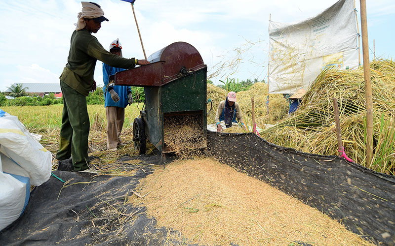 BAHAN MAKANAN POKOK: Petani memanen padi di sawah yang berlokasi di Jalan Brawijaya, Banyuwangi.