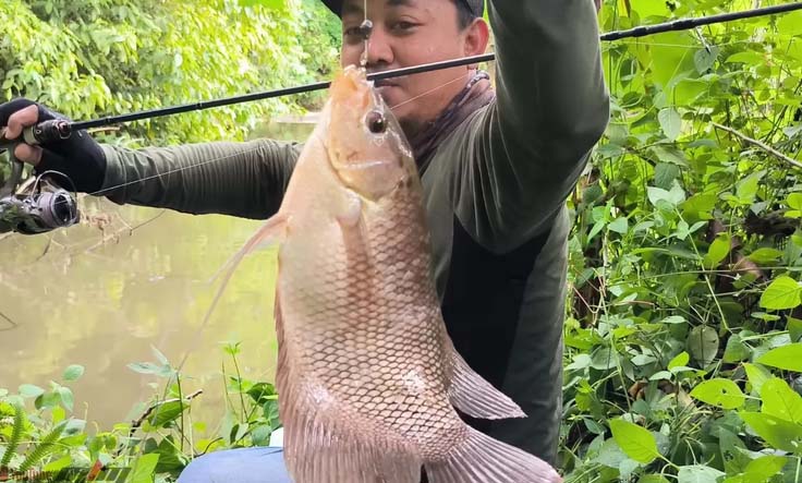 JACKPOT: Mancing gurami membutuhkan umpan yang tak terlalu rumit
