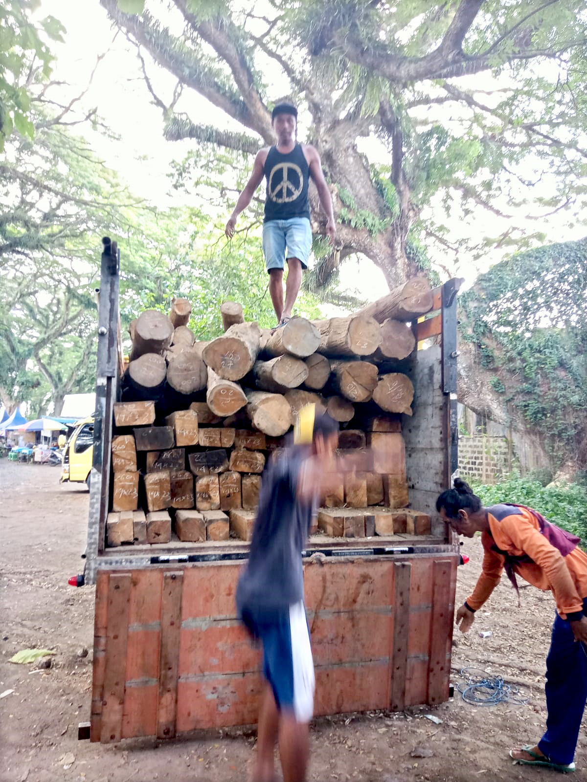 GELONDONGAN: Puluhan kayu ilegal berhasil diamankan oleh Perhutani KPH Banyuwangi Selatan dan Polsek Pesanggaran di Dusun Ringinmulyo, Desa/Kecamatan pada Rabu (8/5) malam.