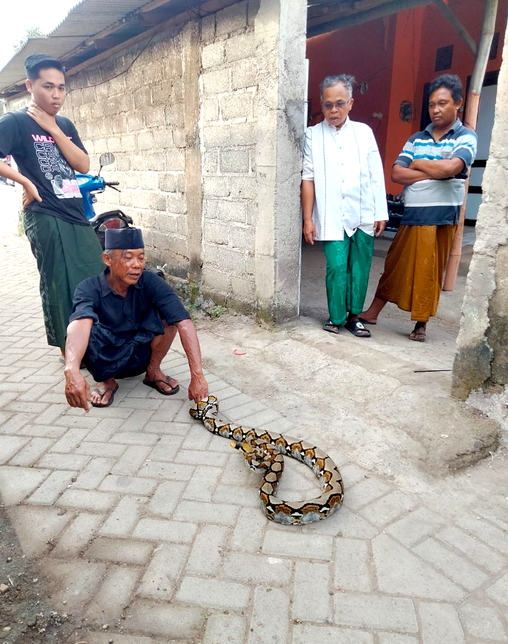 MERESAHKAN: Warga Desa Kaotan, Kecamatan Blimbingsari berhasil menangkap ular jenis sanca kembang dengan panjang empat meter Jumat (10/5)