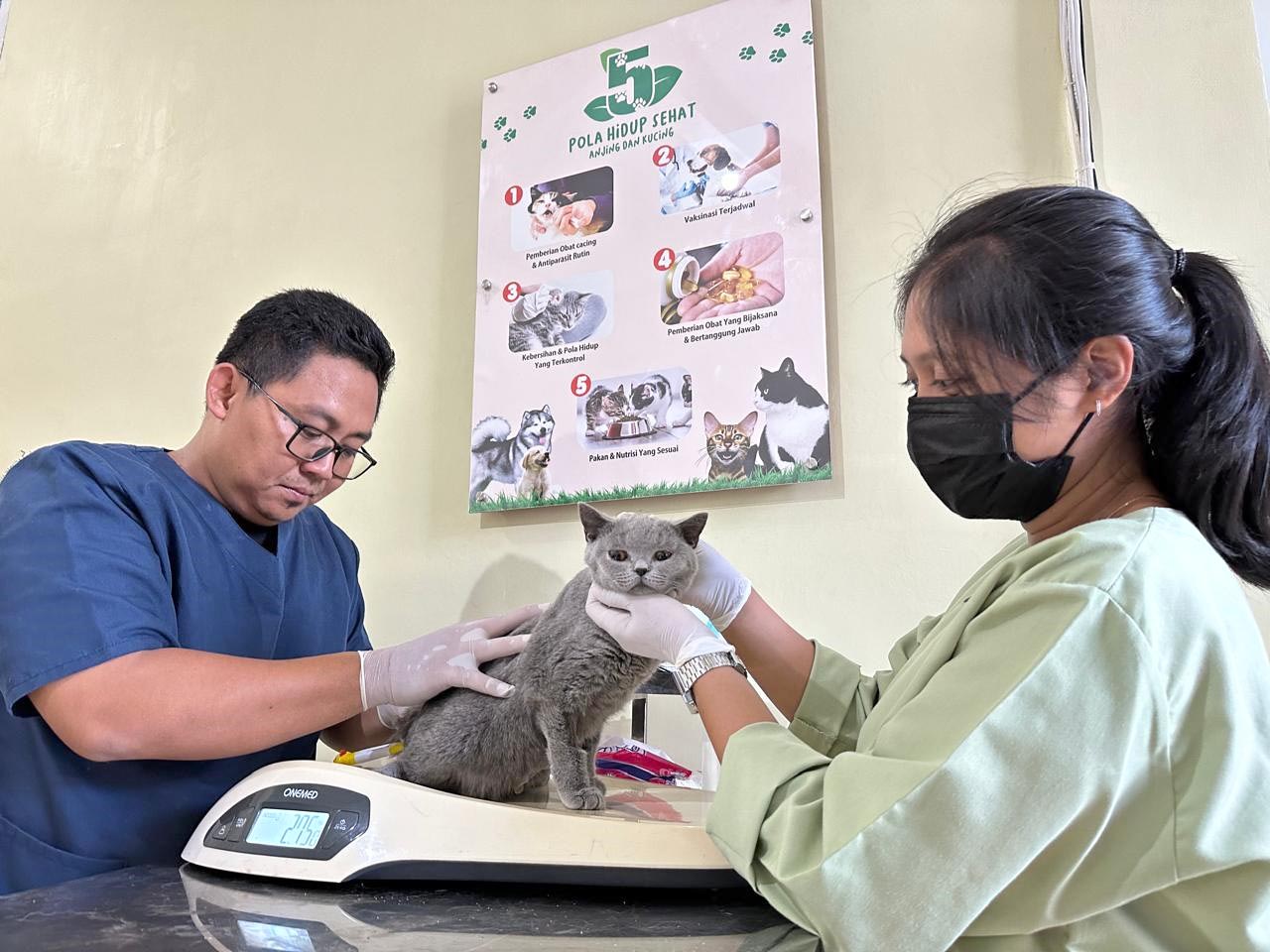 MENGGEMASKAN: Kucing menjadi hewan yang banyak disukai manusia