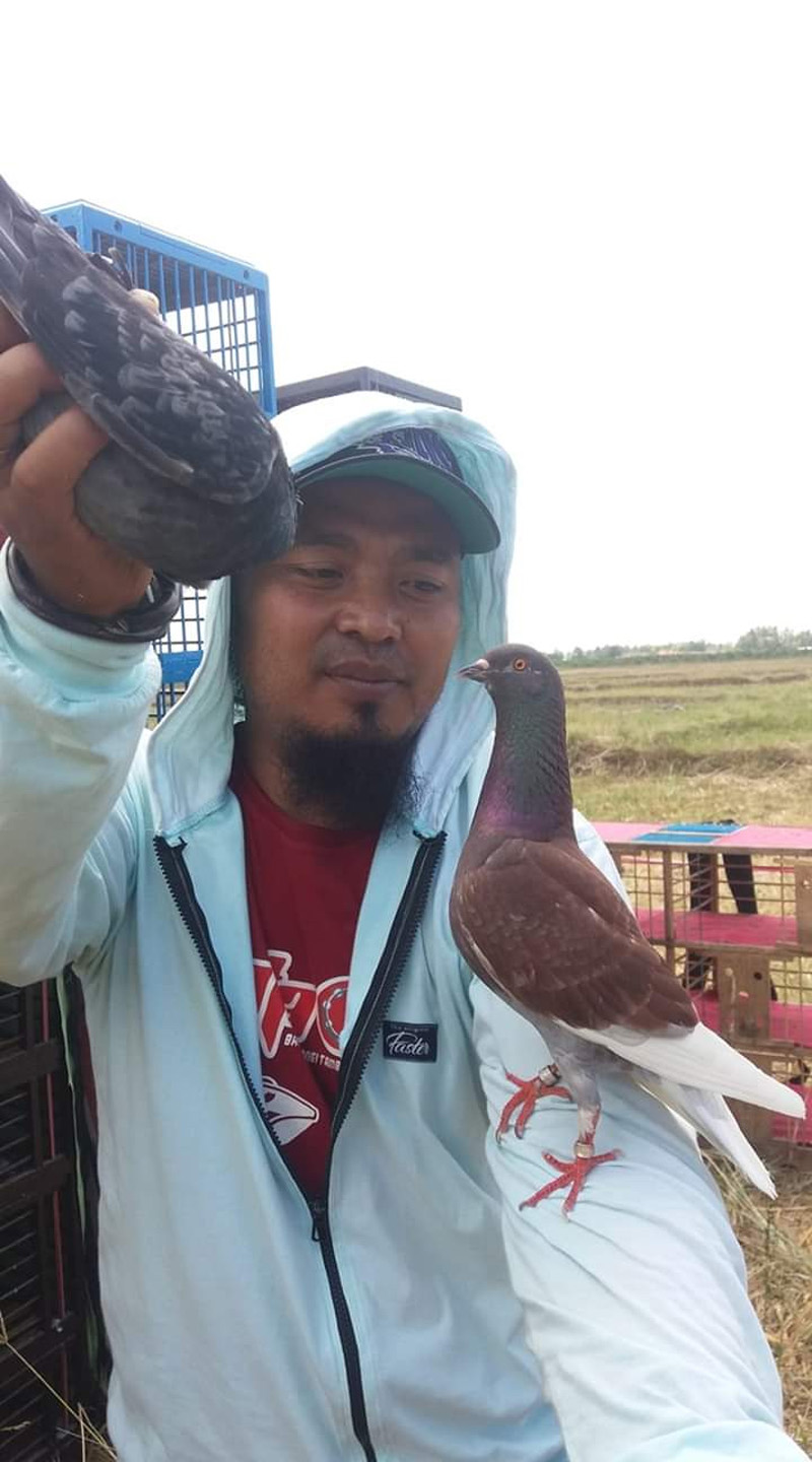 HOBI: Warga lebih banyak memelihara merpati dengan tujuan utama untuk hiburan.