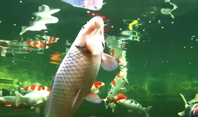 TANPA PELET: Ikan mas bisa dipancing dengan umpan rumahan
